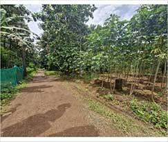 Residential Land for sale in Angamaly, Karippassery